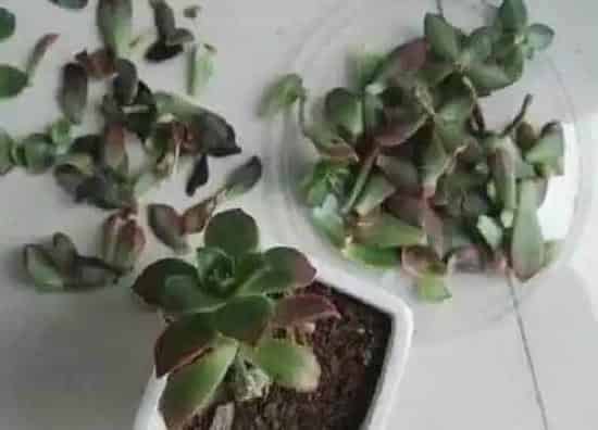 种植管理|艳日辉摘心打顶时间与方法