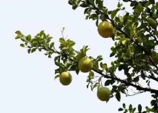种植位置|家里可以种柚子树吗