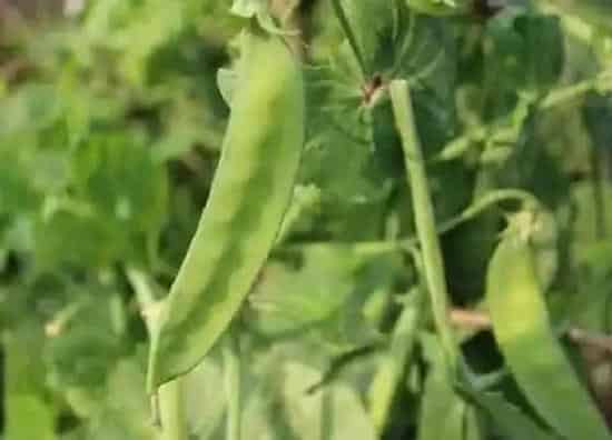 种植管理|眉豆几月份种植最好 种植时间及方法