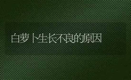 白萝卜生长不良的原因 | 蔬菜种植