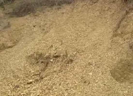 种植土壤|风化石可以种兰花吗