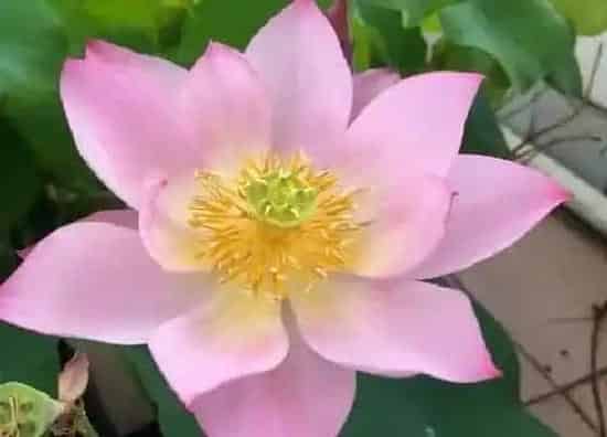 生长环境|荷花生长在哪里 生长在什么地方