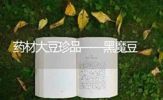 药材大豆珍品——黑魔豆 | 药材种植