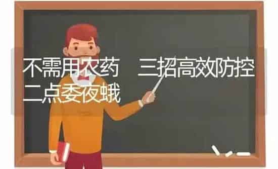 不需用农药 三招高效防控二点委夜蛾 | 种植病虫害防治