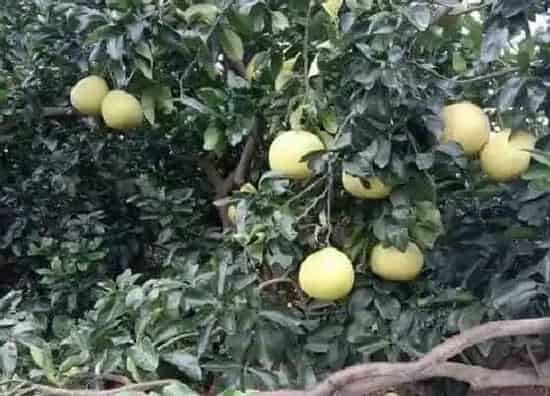 种植位置|家里可以种柚子树吗