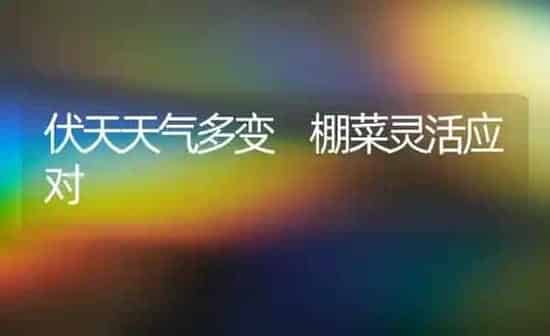 伏天天气多变 棚菜灵活应对 | 蔬菜种植