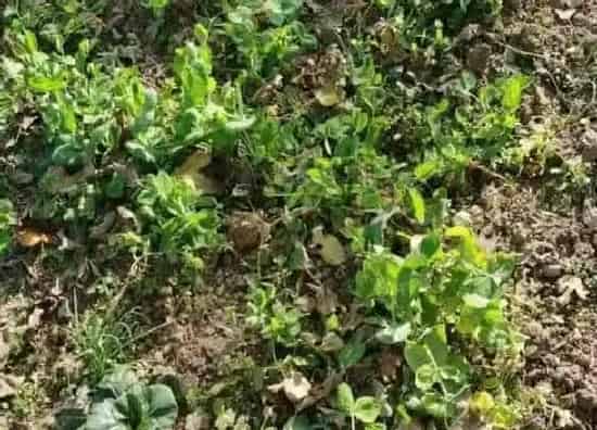 种植管理|眉豆几月份种植最好 种植时间及方法