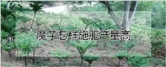 魔芋怎样施肥产量高 | 种植资料