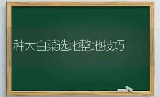 种大白菜选地整地技巧 | 蔬菜种植