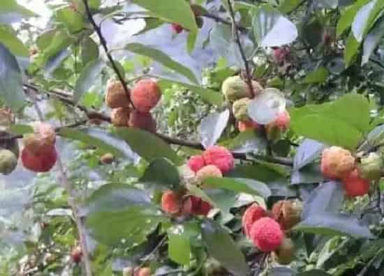 植物产地|荔枝原产地在哪里