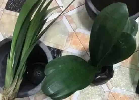 根部|君子兰是什么根系的植物