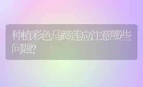 种植彩色马蹄莲应注意哪些问题？ | 植物种植百科