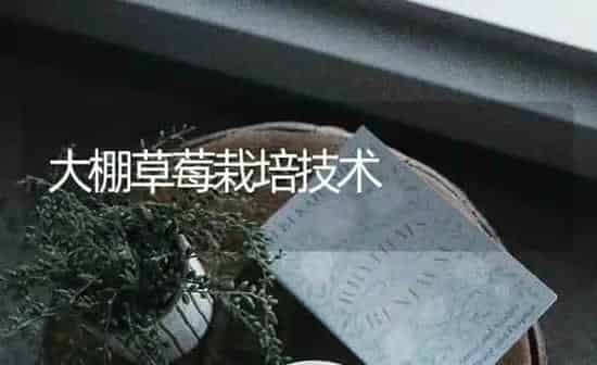 大棚草莓栽培技术 | 瓜果种植