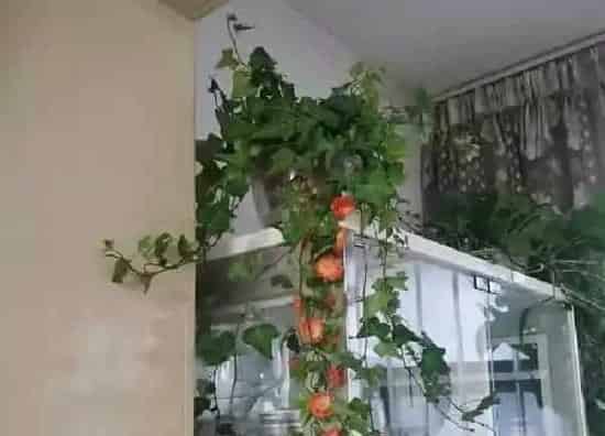 养殖科普|11月适合养什么花卉植物