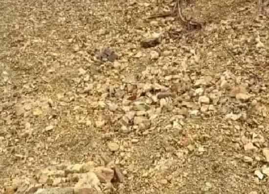 种植土壤|风化石可以种兰花吗