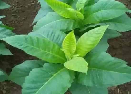 植物种类|烟草是双子叶植物吗