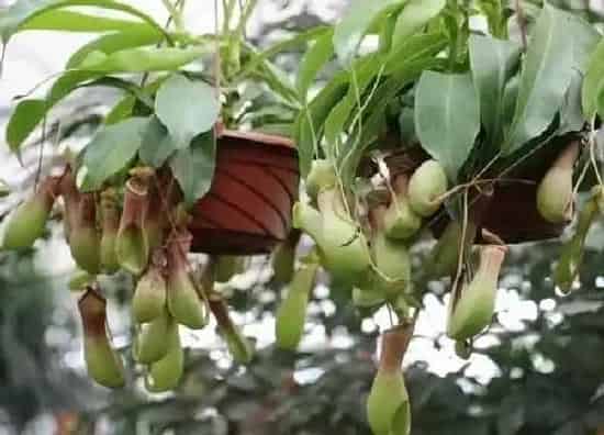 养殖科普|猪笼草喜水吗 属于喜水植物吗