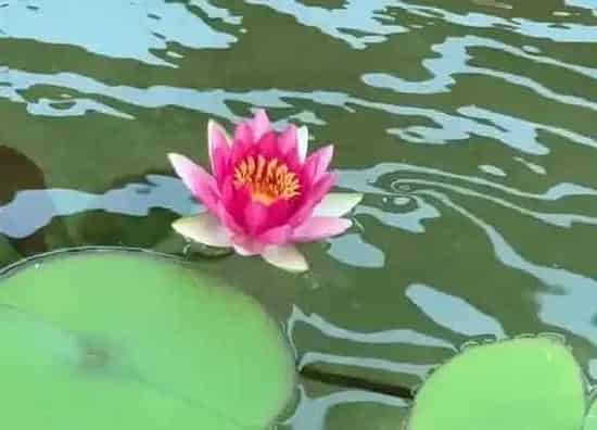 生长环境|荷花生长在哪里 生长在什么地方