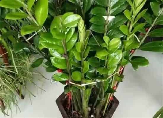 植物施肥|金钱树用什么肥料