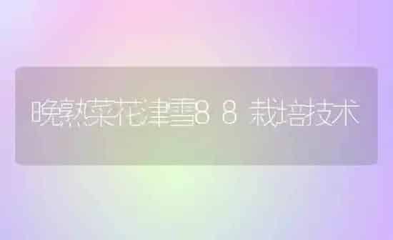 晚熟菜花津雪88栽培技术 | 蔬菜种植