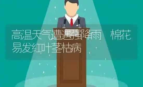 高温天气遭遇强降雨 棉花易发红叶茎枯病 | 粮油作物种植