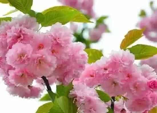 植物百科|两性花和单性花的区别 怎么判断花的两性