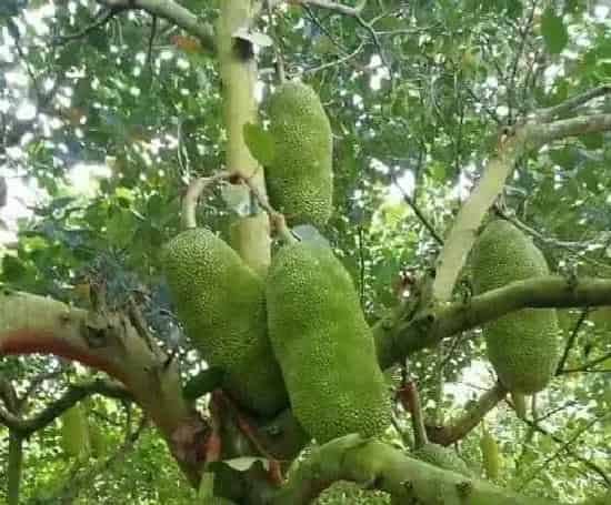 果实成熟|菠萝蜜什么时候成熟季节 成熟月份与采摘时间