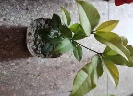 养殖方法|四季桂花的养殖方法和注意事项有哪些
