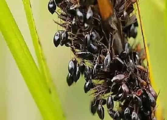 习性特点|黑果草是什么样子的