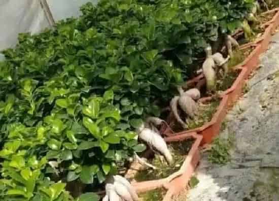 植物换土|人参榕换土时间和方法