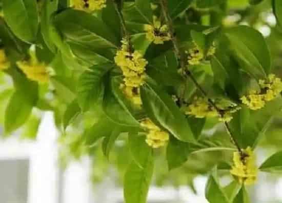 养殖方法|四季桂花的养殖方法和注意事项有哪些