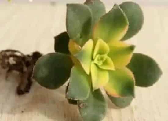 种植管理|艳日辉摘心打顶时间与方法