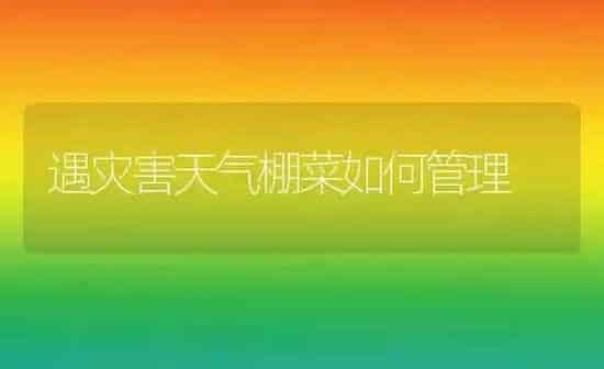 遇灾害天气棚菜如何管理 | 蔬菜种植