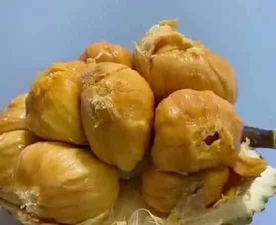 果实成熟|菠萝蜜什么时候成熟季节 成熟月份与采摘时间