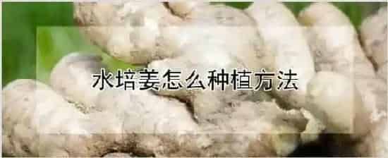 水培姜怎么种植方法 | 自然知识