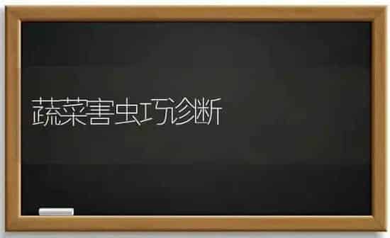 蔬菜害虫巧诊断 | 蔬菜种植
