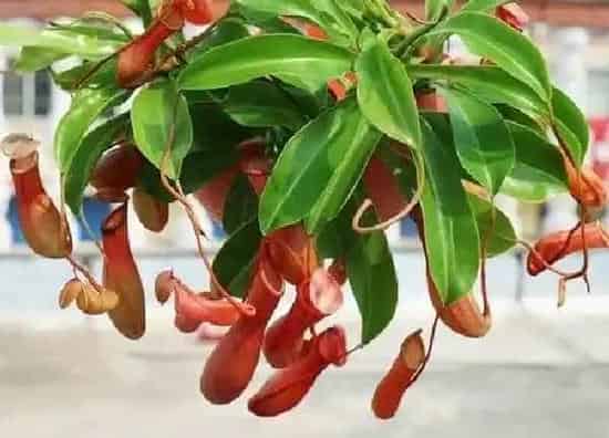 养殖科普|猪笼草喜水吗 属于喜水植物吗