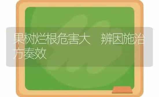 果树烂根危害大 辨因施治方奏效 | 瓜果种植