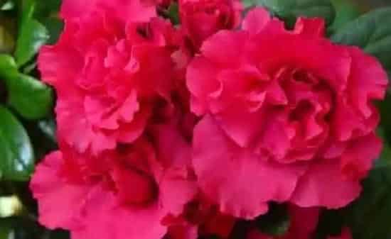 植物生根|杜鹃花扦插生根最快方法