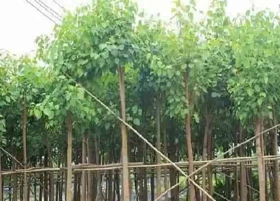 种植管理|菩提树的生长周期是多长时间