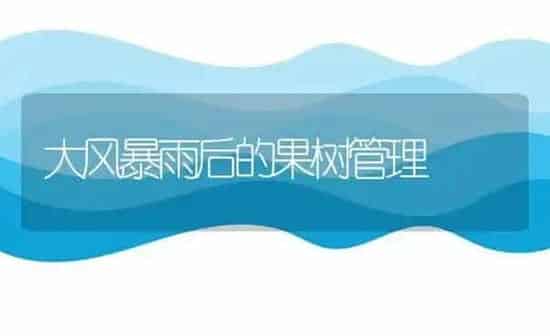 大风暴雨后的果树管理 | 瓜果种植