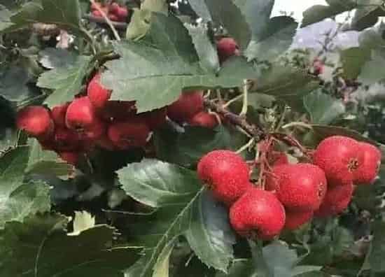 植物修剪|山楂树怎么剪枝 剪枝方法及图解
