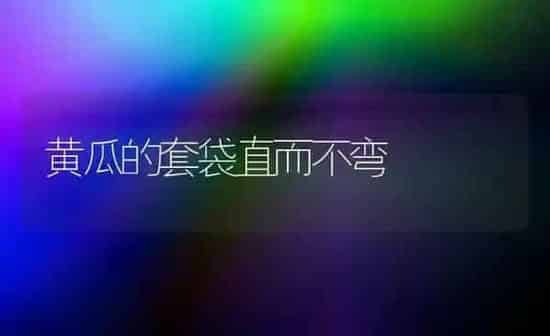 黄瓜的套袋直而不弯 | 蔬菜种植