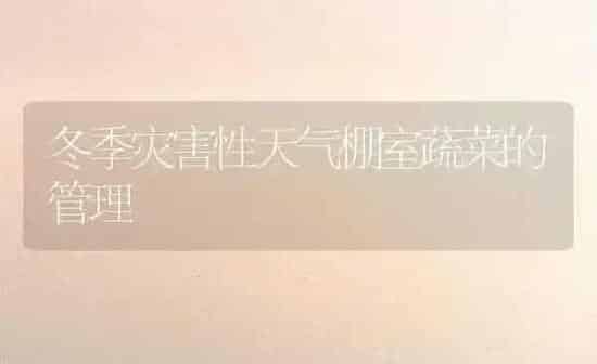 冬季灾害性天气棚室蔬菜的管理 | 蔬菜种植