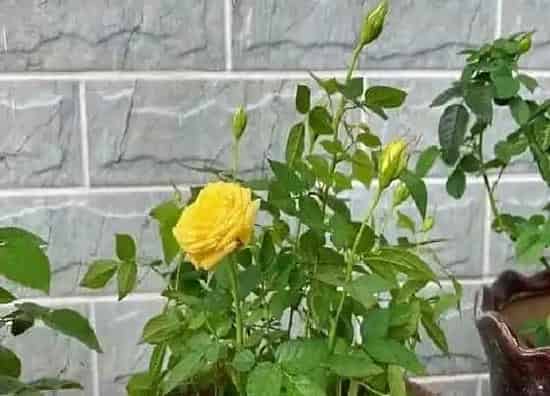 种植方法|玫瑰的种植方法和时间
