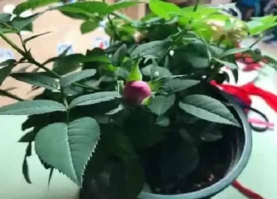 种植方法|玫瑰的种植方法和时间