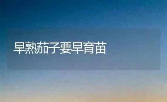 早熟茄子要早育苗 | 蔬菜种植