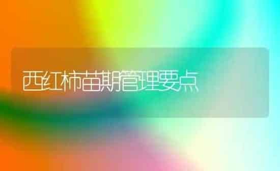 西红柿苗期管理要点 | 蔬菜种植