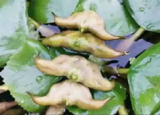 果实科普|菱角一年四季都有吗 什么时候是吃菱角的季节