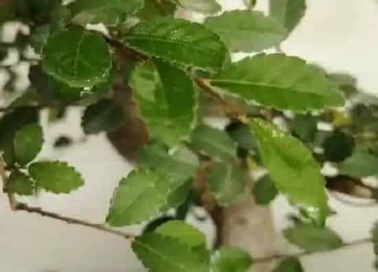 叶子|榆树的叶子像什么形状